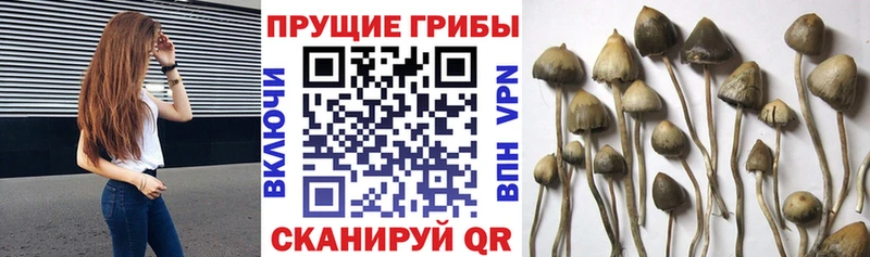 Псилоцибиновые грибы мухоморы  Купить  Ржев 